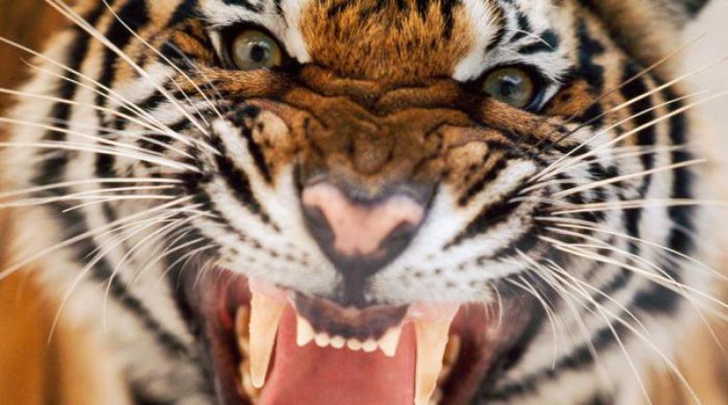 Характеристика родившихся в год тигра