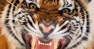 Характеристика родившихся в год тигра
